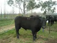 Pine Ridge Angus