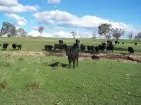Image of quality Angus calves
