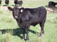 Image of Angus