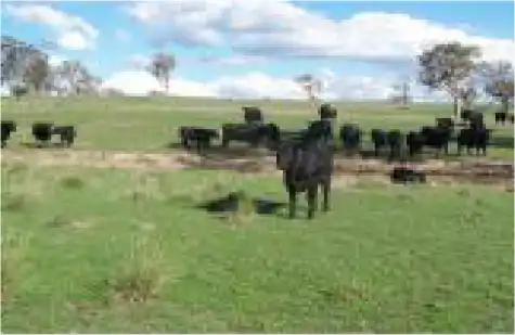 Horse at Pine Ridge